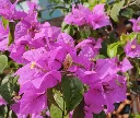 bougainvilla-rose-AdobeStock_1855825798.webp