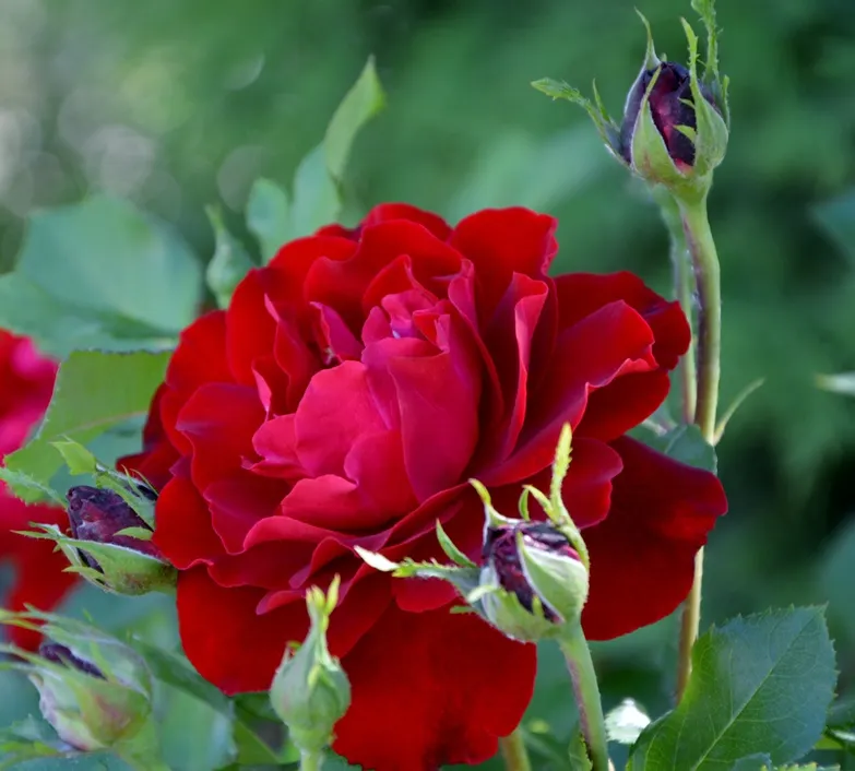 Rosier Nina Weibull-AdobeStock_211471411.webp