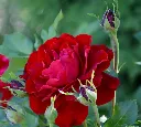 Rosier Nina Weibull-AdobeStock_211471411.webp