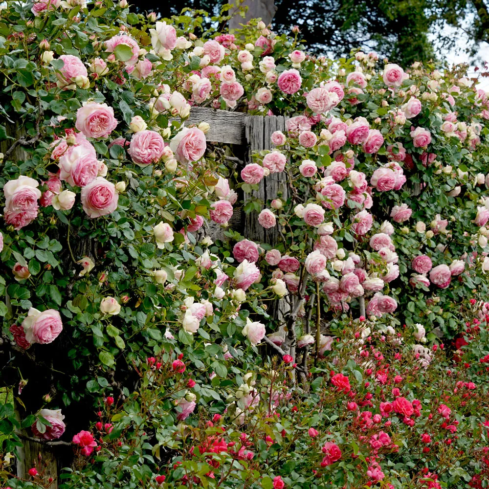 Rosier Pierre De Ronsard-3.webp