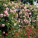 Rosier Pierre De Ronsard-3.webp