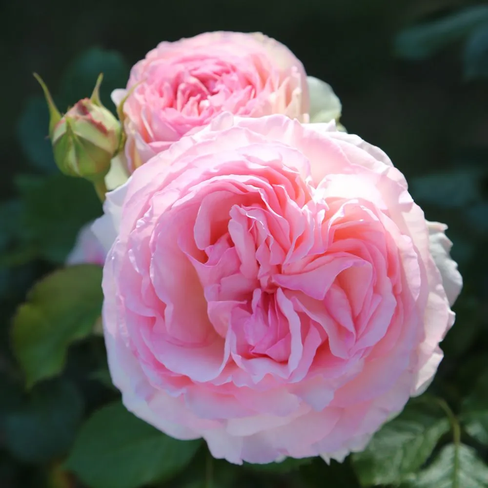 Rosier Pierre De Ronsard-1.webp
