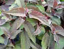 Hydrangea aspera Hot Chocolate-AdobeStock_350892032.webp