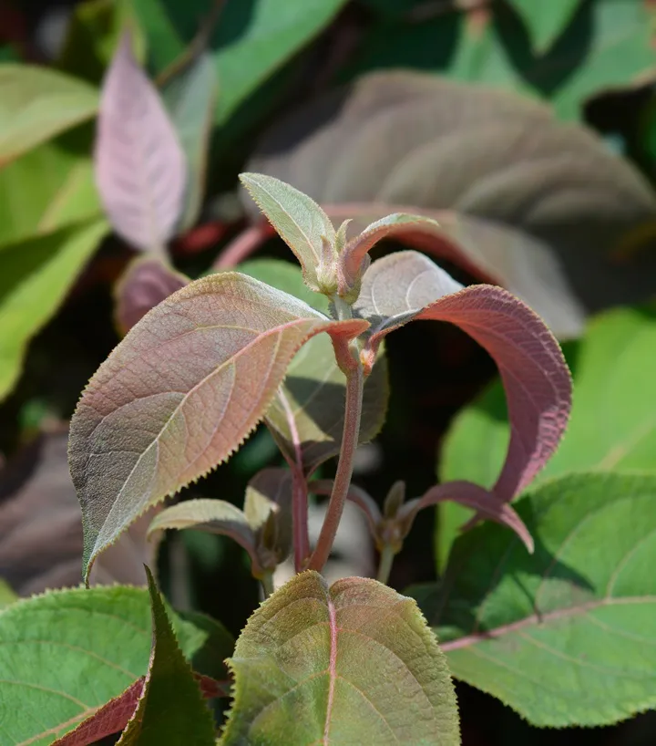 Hydrangea aspera Hot Chocolate-AdobeStock_978728238.webp