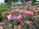 Hydrangea aspera Hot Chocolate-1.webp