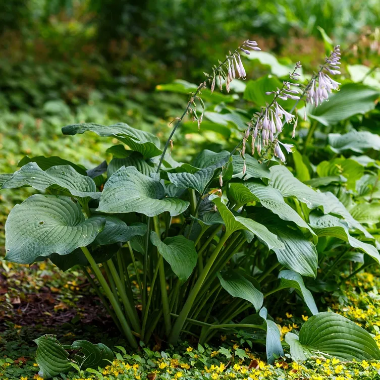 HOSTA empress Wu-AdobeStock_1174873390.webp