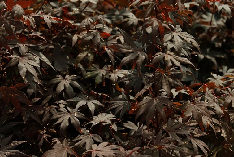 Acer palmatum Fireglow -AdobeStock_1035797903.webp