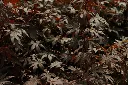Acer palmatum Fireglow -AdobeStock_1035797903.webp