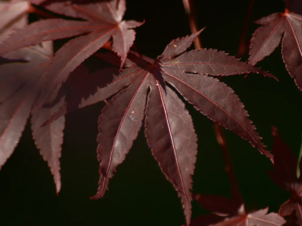 unsplash_n6yakfrfsAA_Acer palmatum Atropurpureum .webp