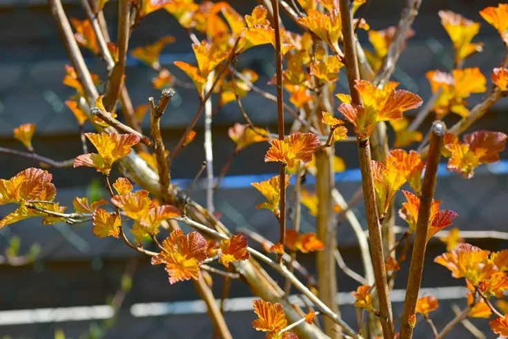 Physocarpus opulifolius Amber Jubilee-AdobeStock_1522359576.webp