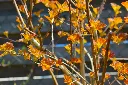 Physocarpus opulifolius Amber Jubilee-AdobeStock_1522359576.webp