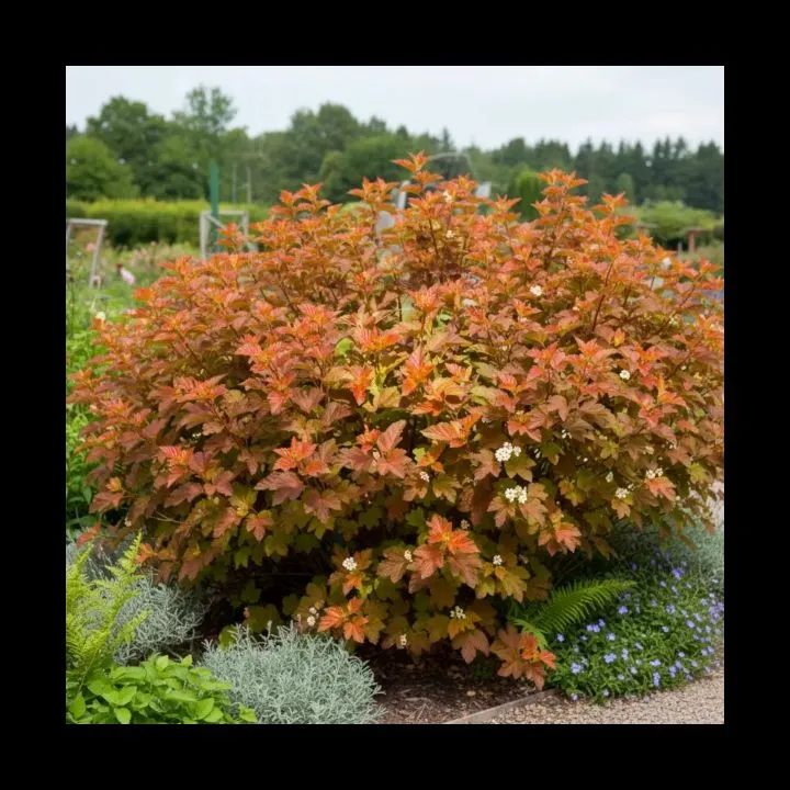 Physocarpus opulifolius Amber Jubilee-1.webp