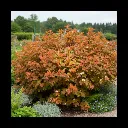 Physocarpus opulifolius Amber Jubilee-1.webp