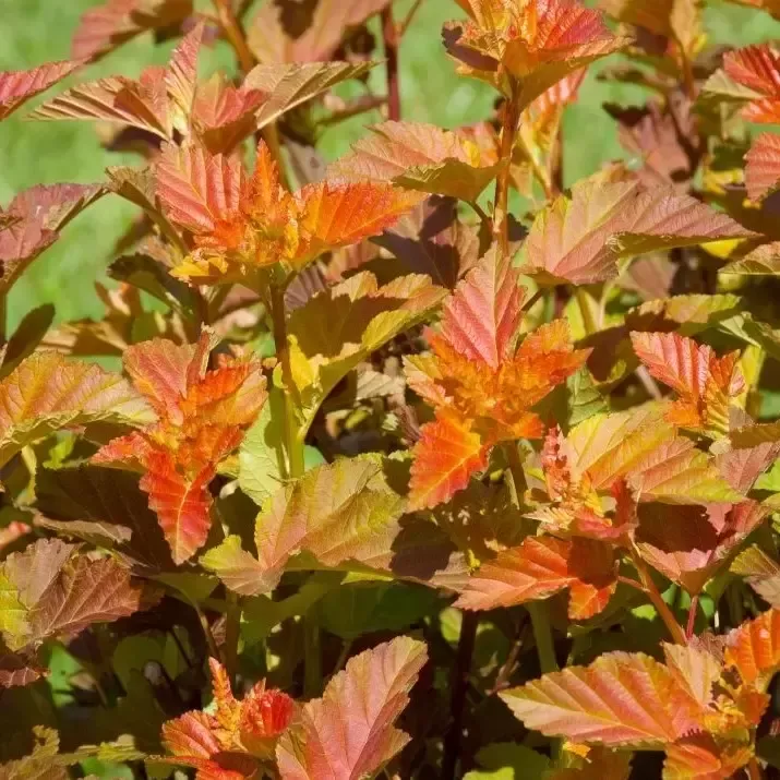 PHYSOCARPUS opulifolius AMBER JUBILEE®-2.webp