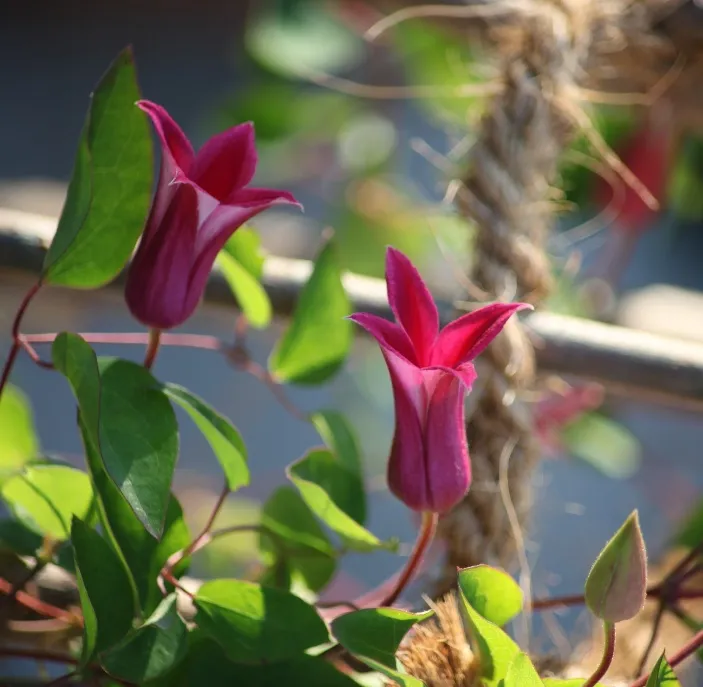 Clematis texensis Princess Diana-AdobeStock_94446737.webp
