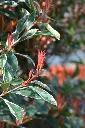 Photinia fraseri Pink Marble-AdobeStock_1102234713.webp