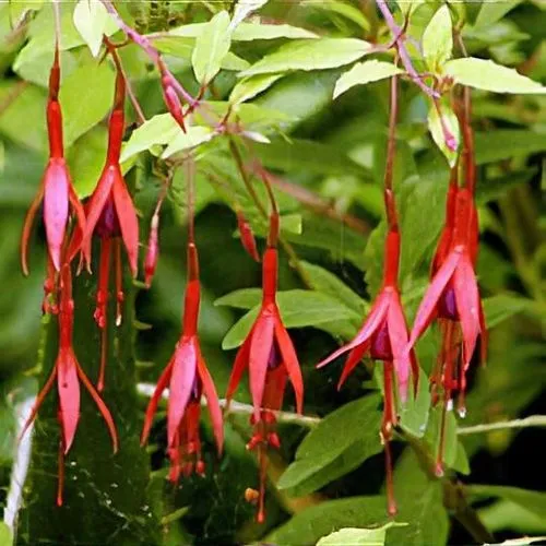 Fuchsia magellanica Aurea-2.webp