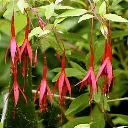 Fuchsia magellanica Aurea-2.webp