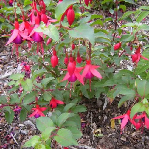 Fuchsia Mrs Popple-1.webp