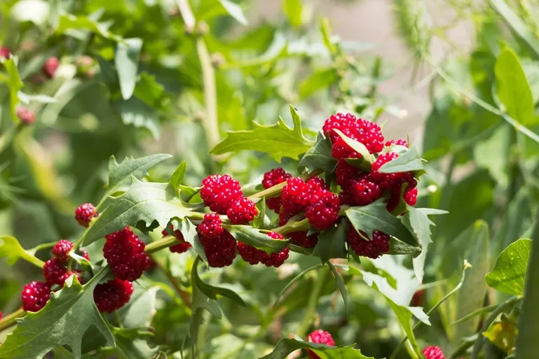 Chenopodium capitatum-AdobeStock_1239504184.webp