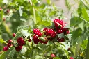 Chenopodium capitatum-AdobeStock_1239504184.webp