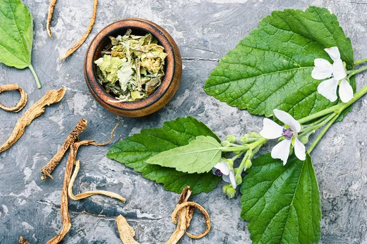 Althaea officinalis -AdobeStock_280534008.webp