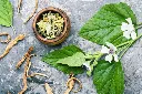 Althaea officinalis -AdobeStock_280534008.webp