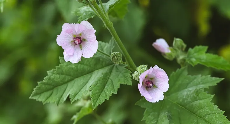 Althaea officinalis -AdobeStock_518910786.webp