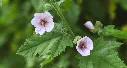 Althaea officinalis -AdobeStock_518910786.webp