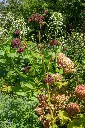 Angelica gigas-AdobeStock_359267208.webp