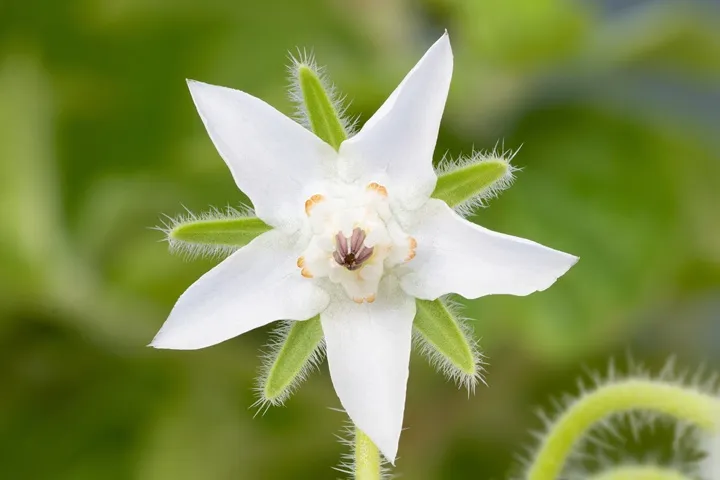 Borago officinalis Bianca-AdobeStock_877474574.webp