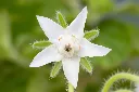 Borago officinalis Bianca-AdobeStock_877474574.webp