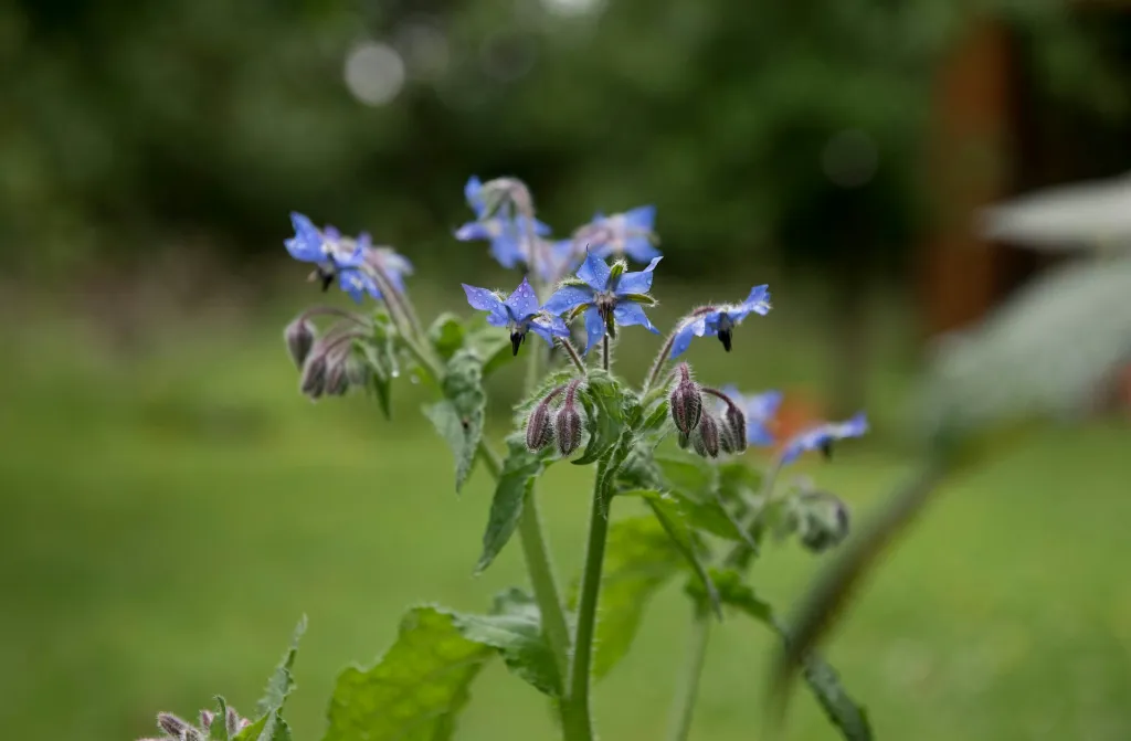 unsplash_ZEoQyNDkRfo_Borago.jpg.webp