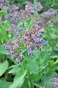 Borago officinalis-AdobeStock_587235551.webp