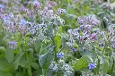 Borago officinalis-AdobeStock_749826994.webp