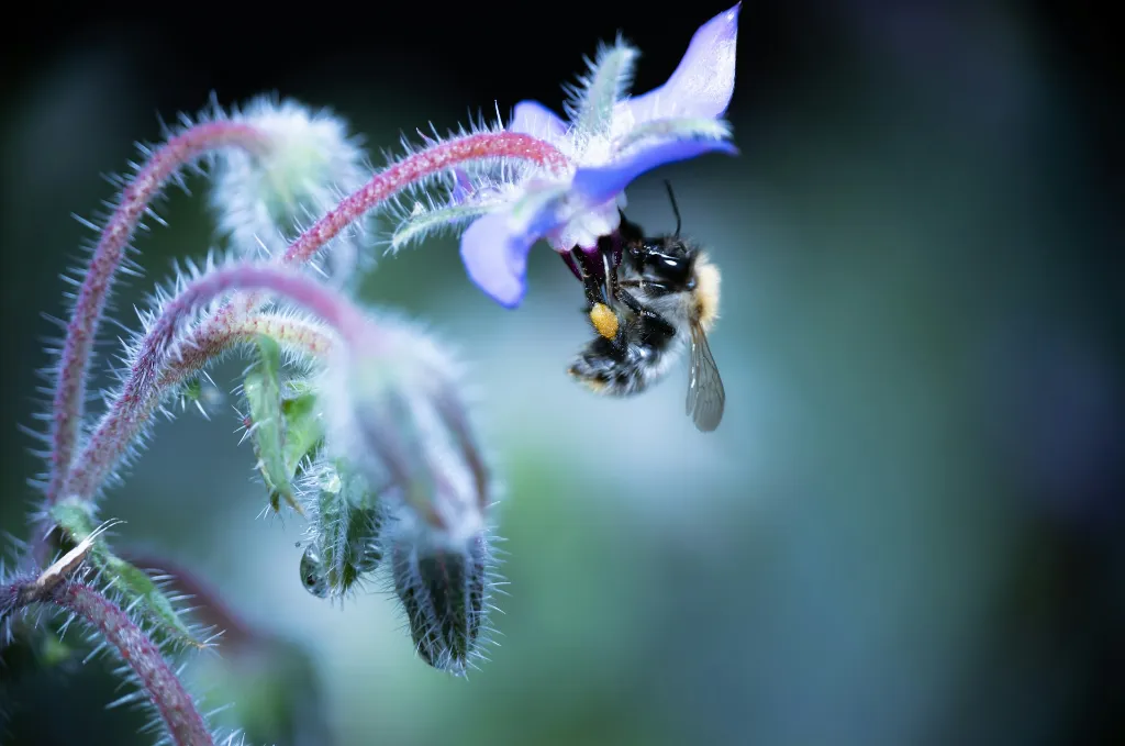 unsplash_mbygj84kMTU_Borago.webp