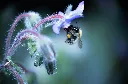 unsplash_mbygj84kMTU_Borago.webp