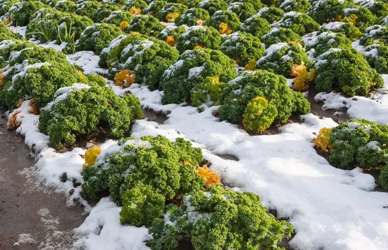 Brassica oleracea laciniata Westlandse Winter-AdobeStock_47486240.webp