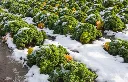 Brassica oleracea laciniata Westlandse Winter-AdobeStock_47486240.webp