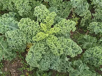 Brassica oleracea laciniata Westlandse Winter.webp