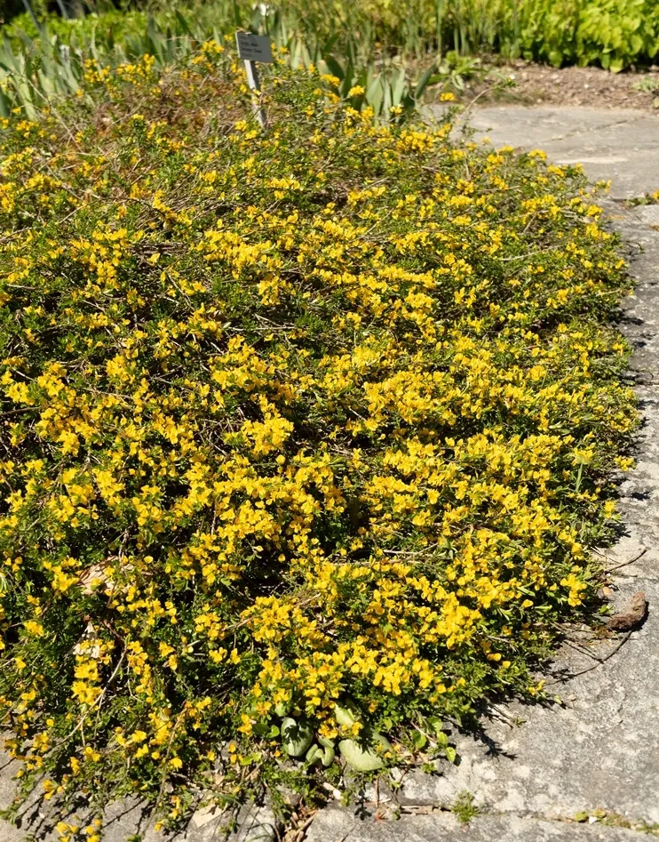 Genista pilosa Vancouver -AdobeStock_818143669.webp