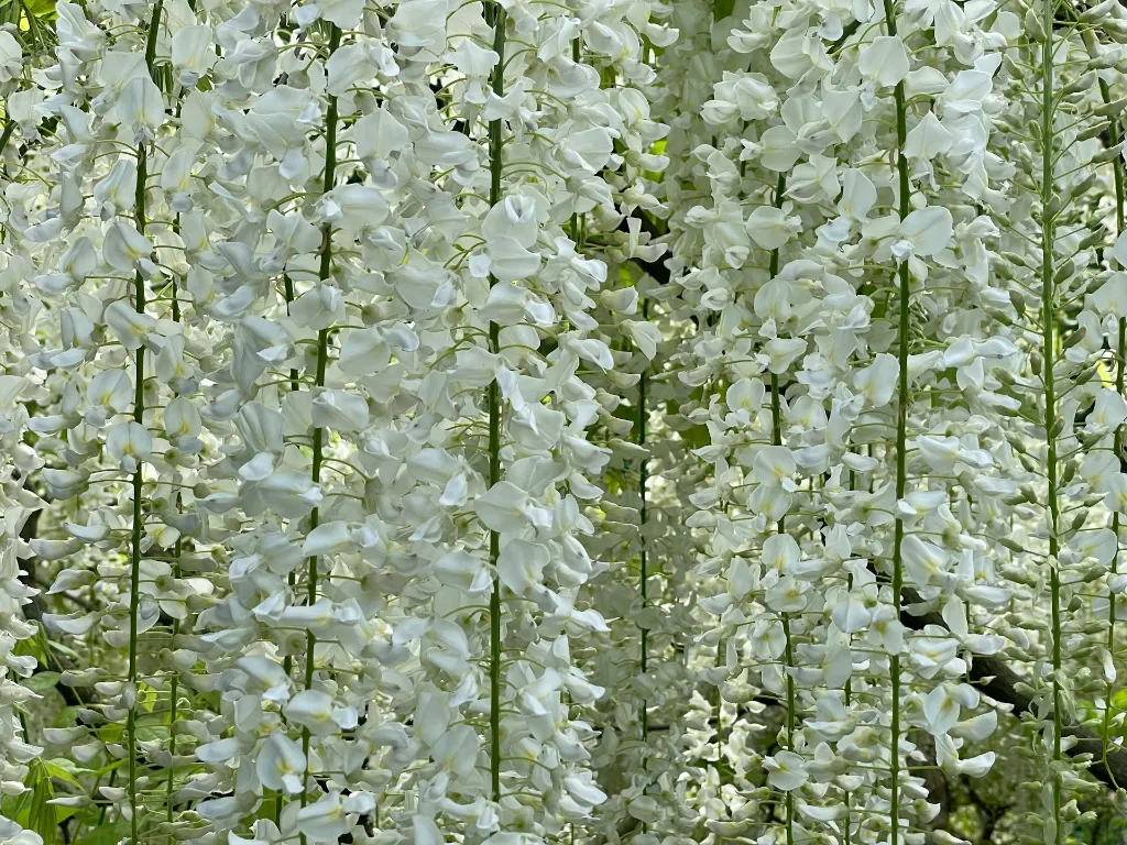 unsplash__YDj8TVjW28_wisteria.webp