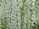 unsplash__YDj8TVjW28_wisteria.webp