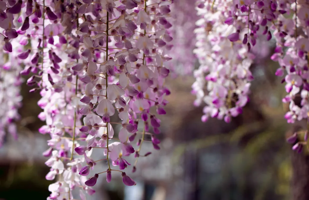 unsplash_c-E46FwVD0c_wisteria.jpg.webp