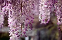 unsplash_c-E46FwVD0c_wisteria.jpg.webp