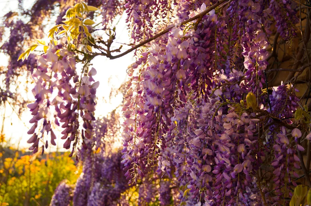 unsplash_6FPdkAWEdR4_wisteria.webp