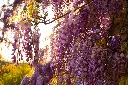 unsplash_6FPdkAWEdR4_wisteria.webp