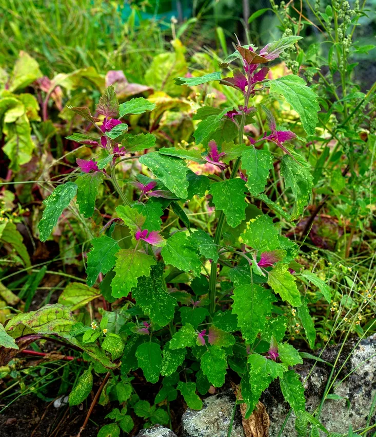Chenopodium giganteum-AdobeStock_532969572.webp