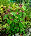 Chenopodium giganteum-AdobeStock_532969572.webp