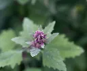 Chenopodium giganteum-AdobeStock_381513762.webp